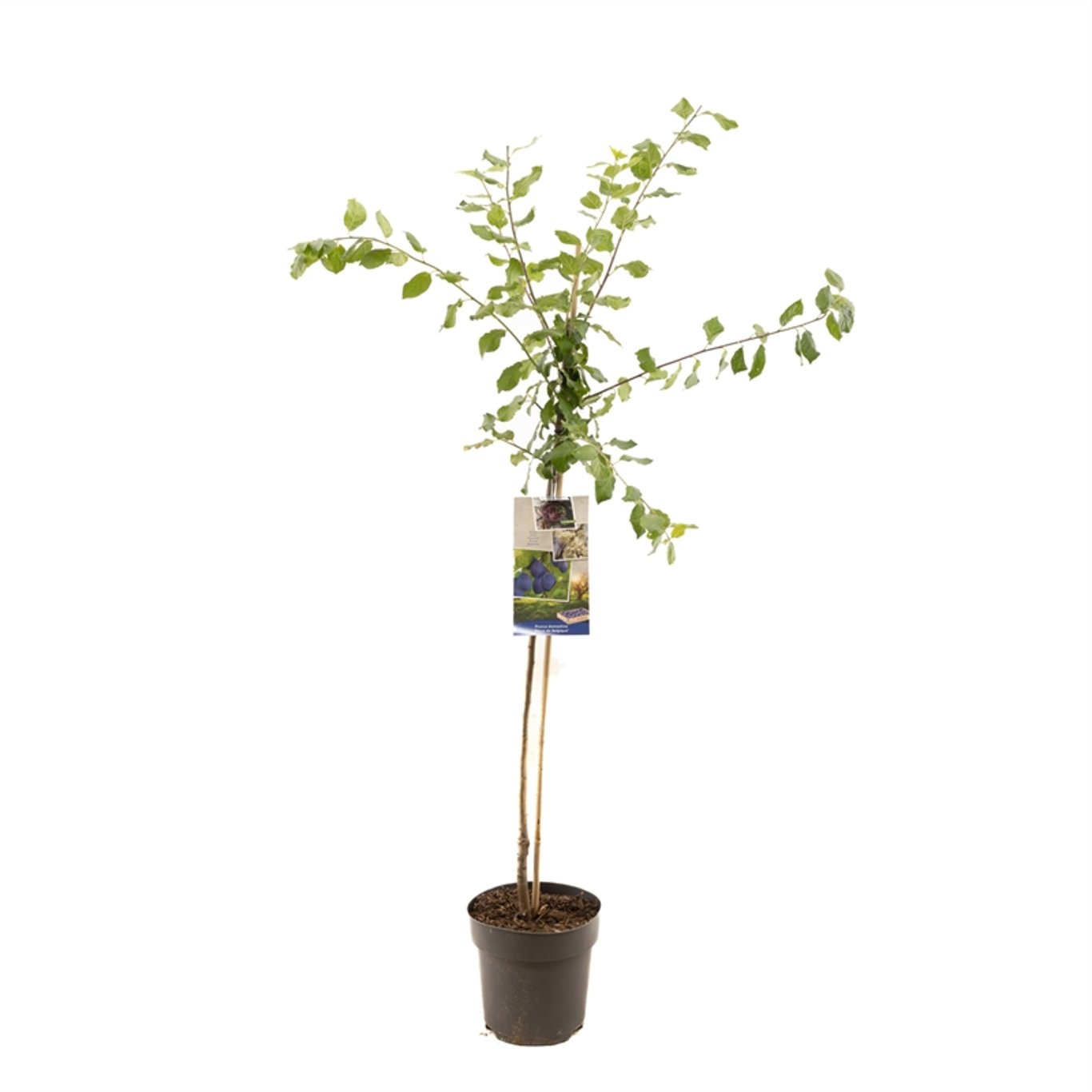 Prunus d. 'Bleue de Belgique' - C7.5 Halfstem